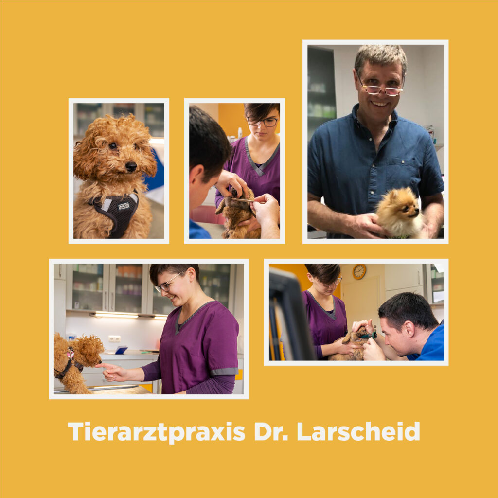 Ein Erfahrungsbericht über die Partnerschaft mit VetPartners Deutschland