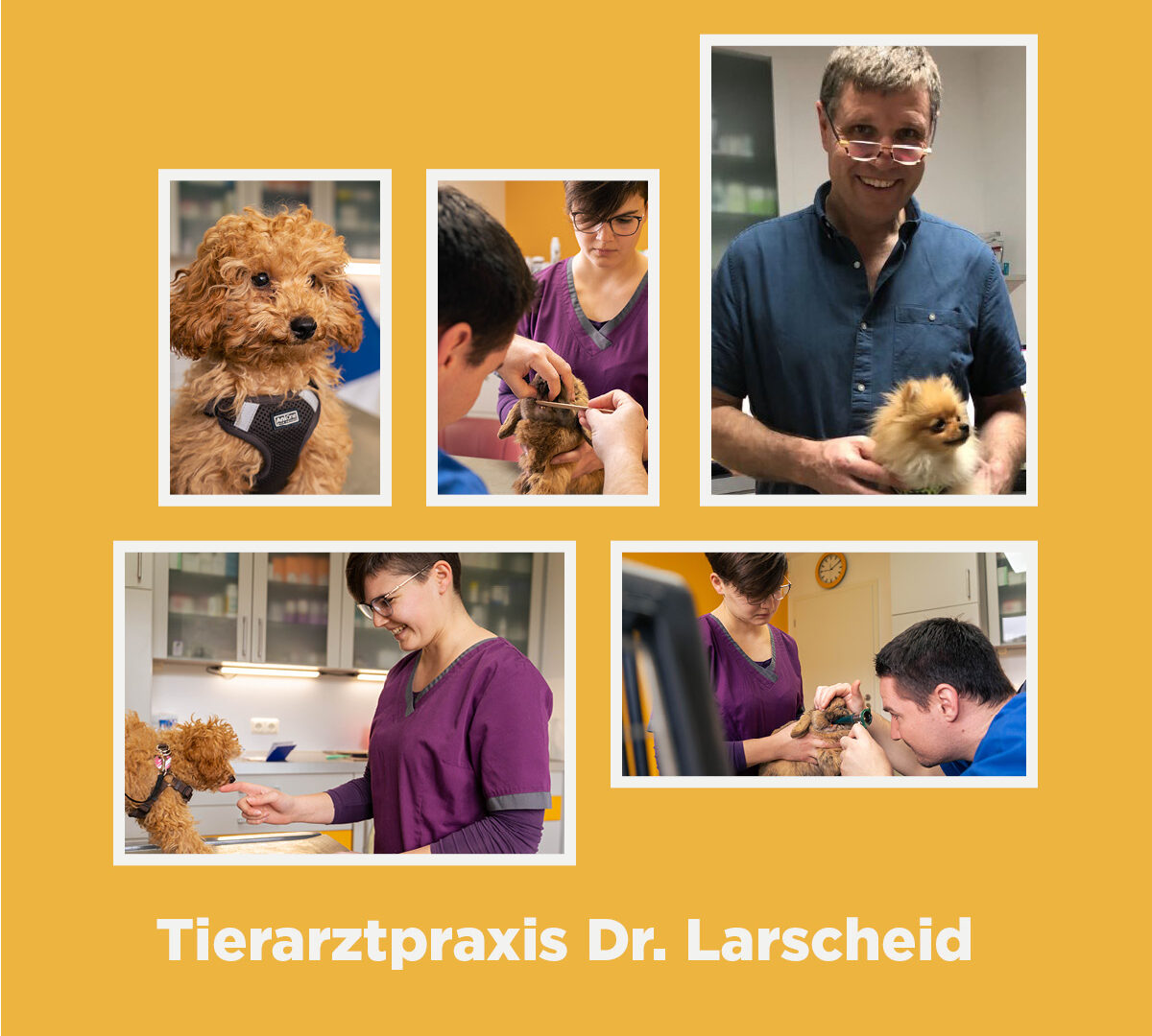 Ein Erfahrungsbericht über die Partnerschaft mit VetPartners Deutschland