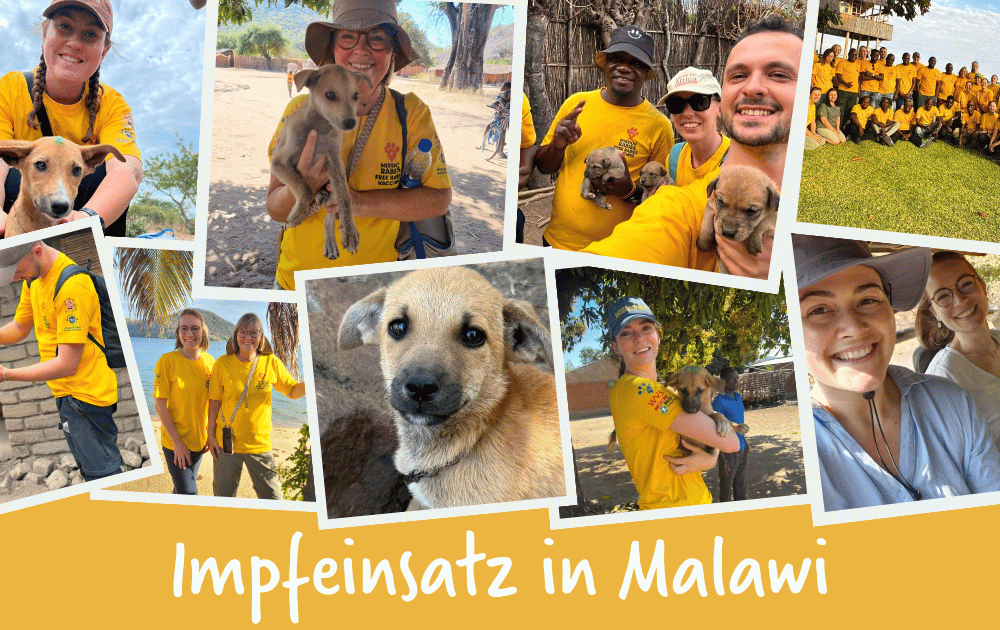 Eine Collage mit 9 Bildern. Abgebildet sind Mitarbeitende, sowie Hunde