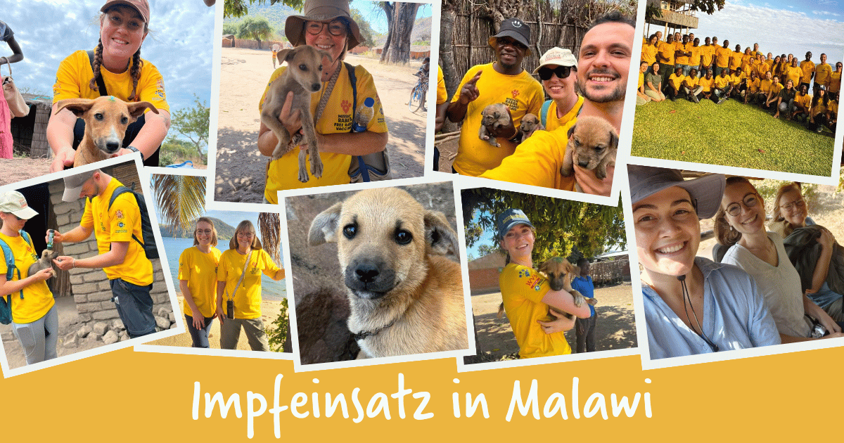 VetPartners veranstaltet Impfaktion in Malawi mit MSD Tiergesundheit und Mission Rabies